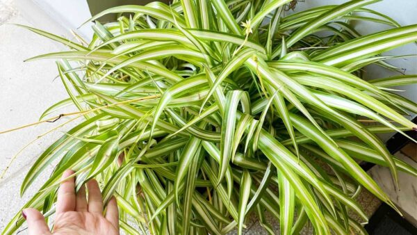 ¿Por qué las puntas de la planta araña se vuelven marrones?