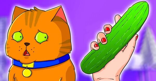 ¿Por qué los gatos tienen tanto miedo a los pepinos?