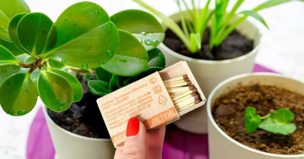 ¿Por qué los jardineros experimentados ponen fósforos en macetas?