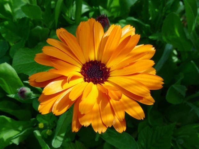 Pourquoi les jardiniers devraient toujours planter des fleurs à côté des légumes 6 Marigold-officinal