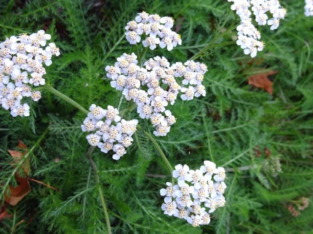Pourquoi les jardiniers devraient toujours planter des fleurs à côté des légumes 10 Achillea-millefolium