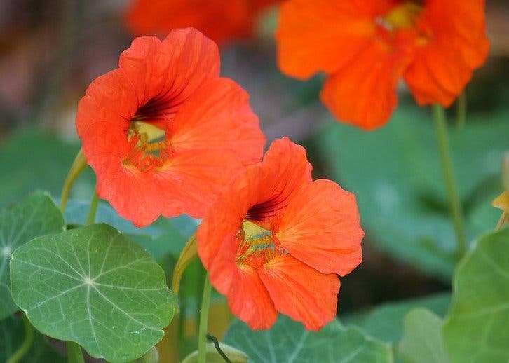Pourquoi les jardiniers devraient toujours planter des fleurs à côté des légumes 7 capuchinas