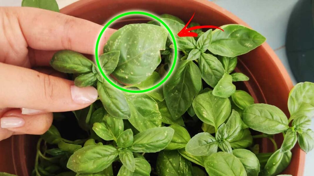 albahaca-manchas-blancas albahaca-manchas-blancas