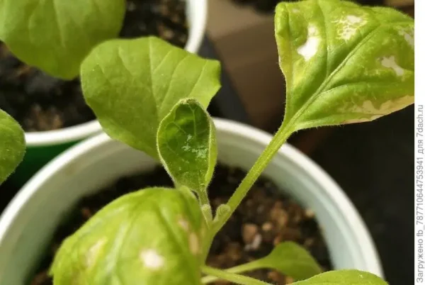 ¿Por qué mi albahaca tiene manchas blancas?