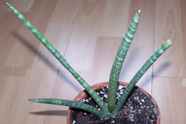 ¿Por qué mi sansevieria tiene las puntas secas y rotas?
