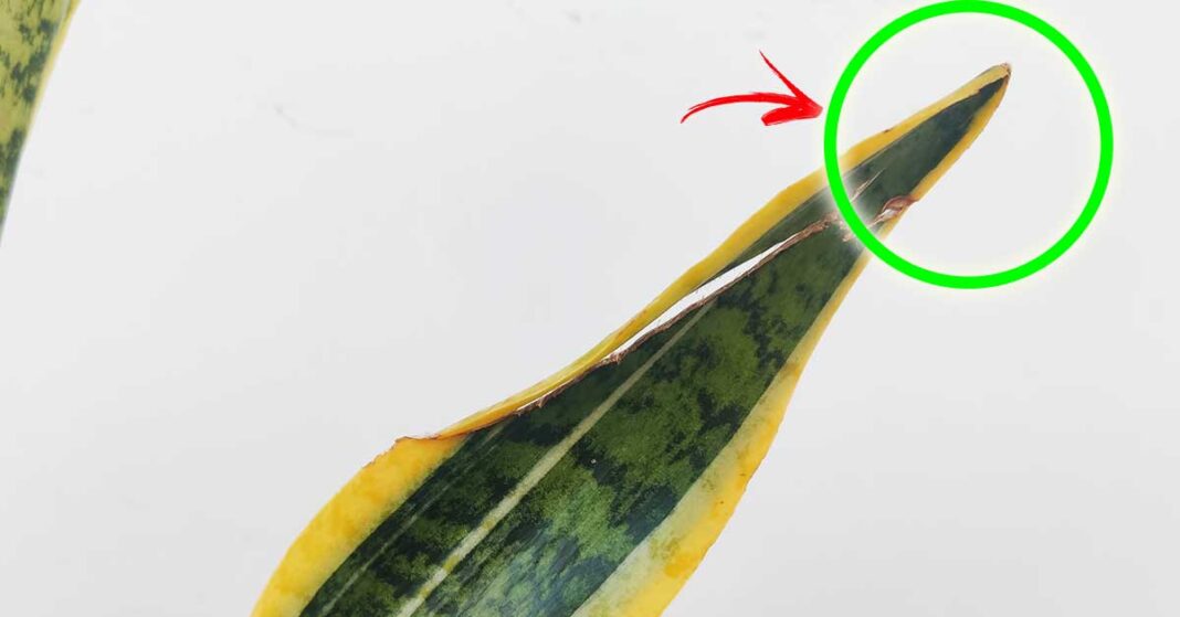 sansevieria-hojas-secas