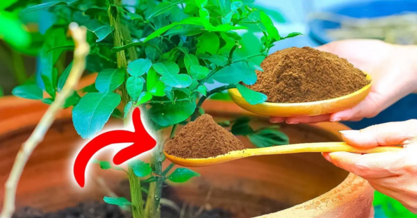 ¿Por qué necesitas poner canela en macetas? El brillante truco de los jardineros inteligentes