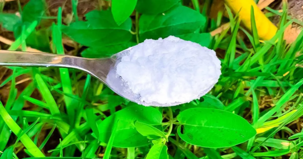 ¿Por qué necesitas verter una cucharada de bicarbonato de sodio en las plantas? Un poderoso truco que resuelve 5 grandes problemas