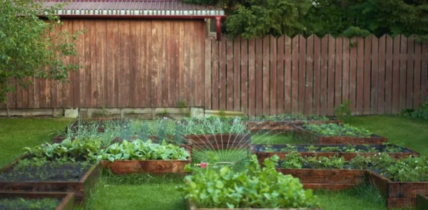Por qué plantar tomates y cebollas juntos es el peor error de su jardín