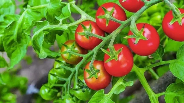 Por qué plantar tomates y cebollas juntos es el peor error de tu jardín