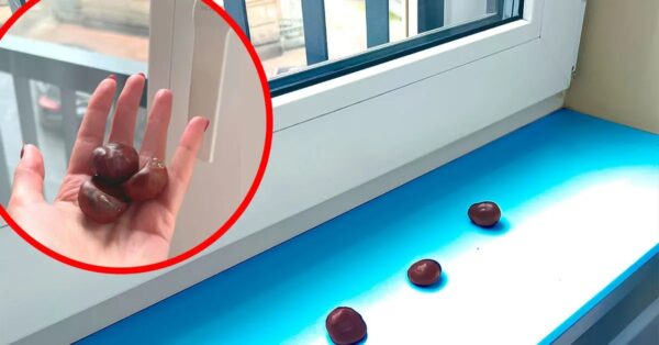 ¿Por qué poner castañas en el borde de las ventanas en invierno?