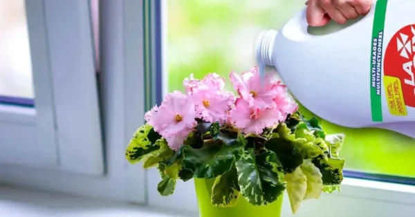 ¿Por qué se debe verter lejía en las flores? El truco de magia de mi jardinero