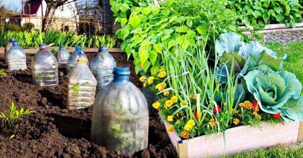 ¿Por qué se deben plantar botellas en el jardín este invierno?