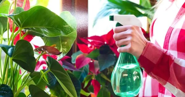 ¿Por qué se deben rociar las plantas de interior con agua y vinagre? Un truco poco conocido