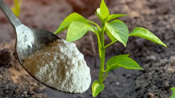 ¿Por qué usar talco en las plantas?