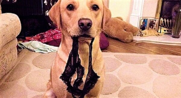 ¿Por que a mi perro huele toda mi ropa sucia? Lo explicamos