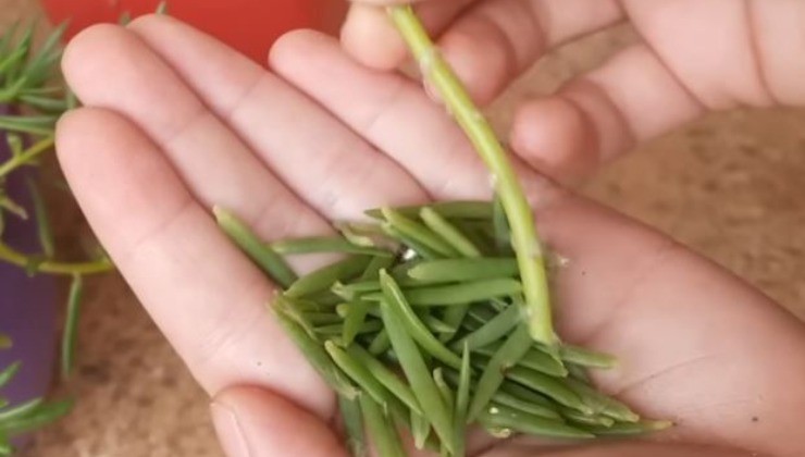 Hojas de Portulaca grandiflora