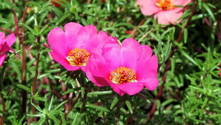 Portulaca Grandiflora
