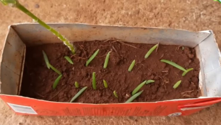 Nuevas plántulas de Portulaca Grandiflora