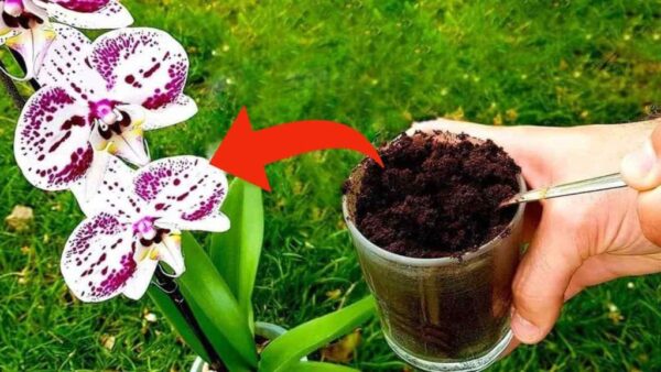 Posos de café sobre orquídeas, 3 razones por las que deberías hacerlo ahora