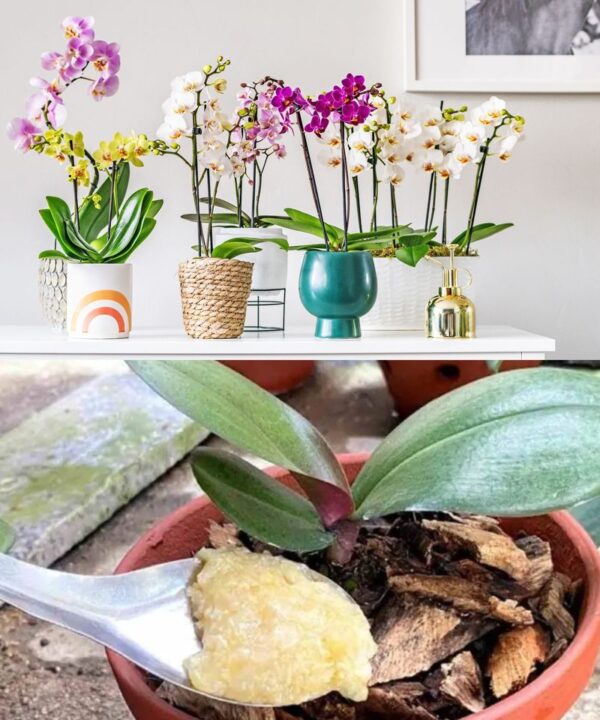 Potenciando el Crecimiento Saludable de tus Orquídeas: El Increíble Secreto del Maíz Hervido