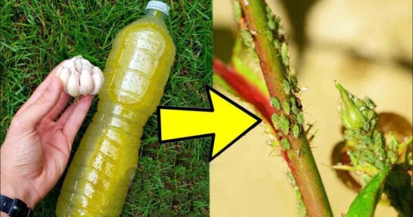 Prepara este insecticida casero: con 2€ podrás eliminar los parásitos de las plantas
