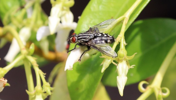 Solución para moscas Solución para moscas