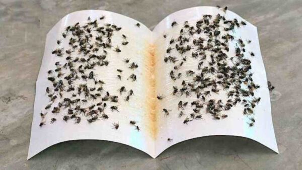 Prepara este matamoscas mortal, con 50 céntimos podrás hacerlas desaparecer todas