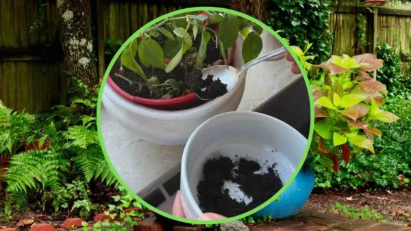 Preparas café en plantas, ¿lo has probado alguna vez? Prepárate para ser la envidia de todo el barrio