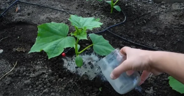 Prepárate para una legendaria cosecha de tomates y pepinos. Si los fertilizas con una solución casera de 2 componentes, te lo pagarán con creces.