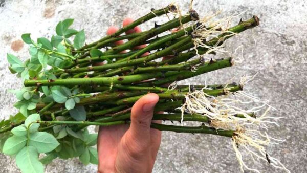 Propagación de ramas de rosas en arena, cómo plantarlas para conseguir muchas raíces.