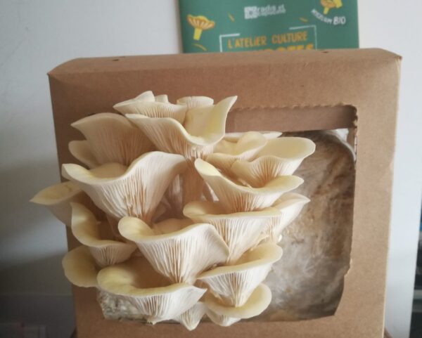 Prueba del kit de cultivo de hongos ostra amarillos orgánicos de rábano y capucina