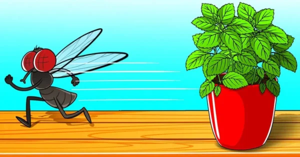 Puedes deshacerte de las moscas en 2 minutos de forma natural: solo necesitas esta planta en casa