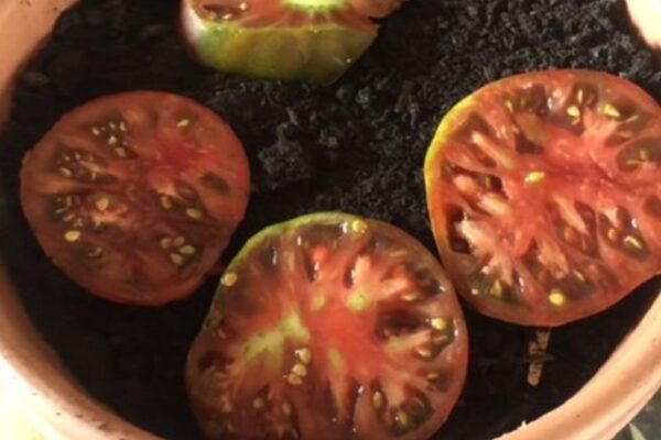 Puse 4 rodajas de tomate en la tierra. ¡El resultado es increíble! todos lo estan haciendo