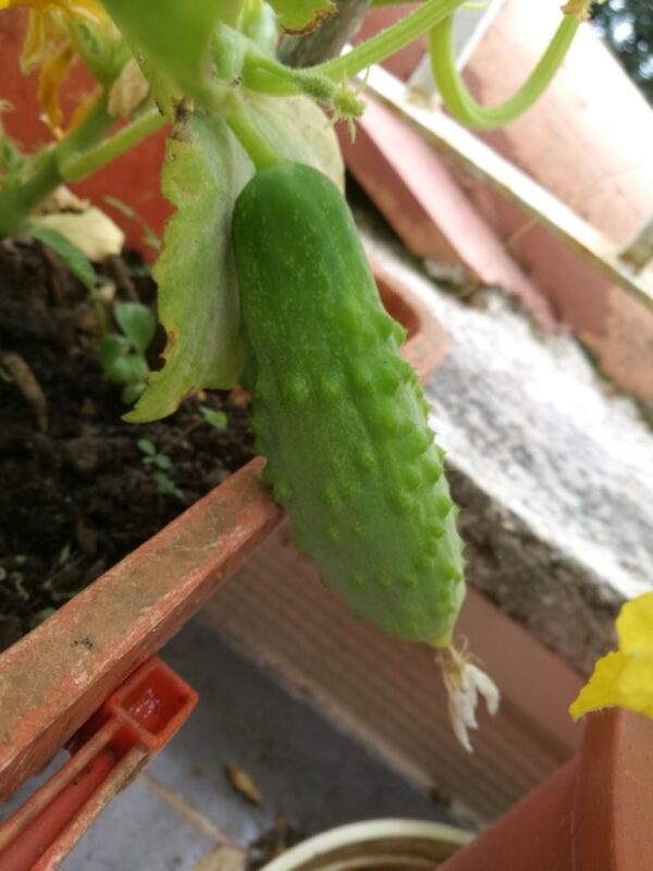 Qué cultivar en julio