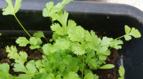 Qué cultivar en noviembre en interior