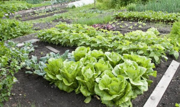 Qué frutas y verduras plantar en enero