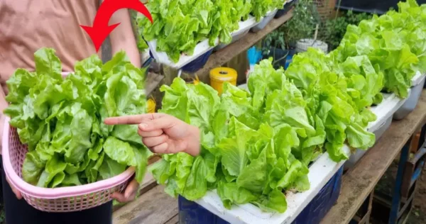 ¡Qué hacer en agosto en el jardín es una pregunta que incluso los jardineros experimentados pueden hacerse!