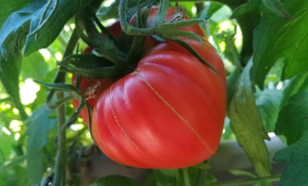 Qué hacer en el huerto en julio