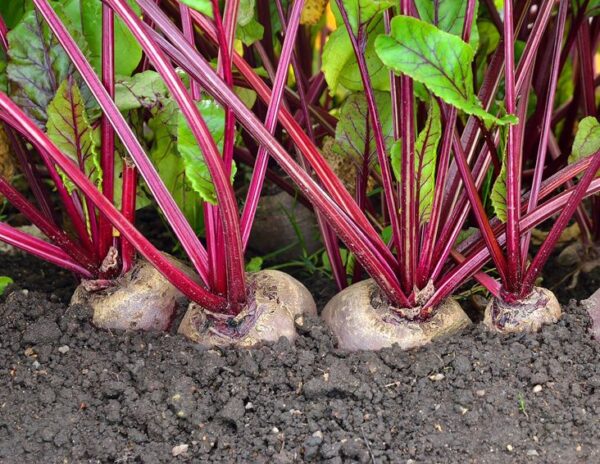 Qué hacer en el huerto en junio