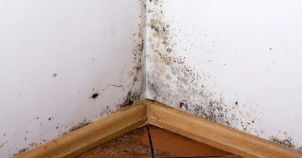 ¿Qué hacer si tus paredes están llenas de moho? 3 trucos imparables