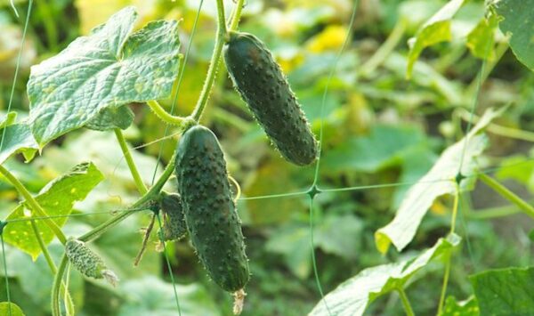 Qué plantar a mediados del verano para una cosecha de otoño.