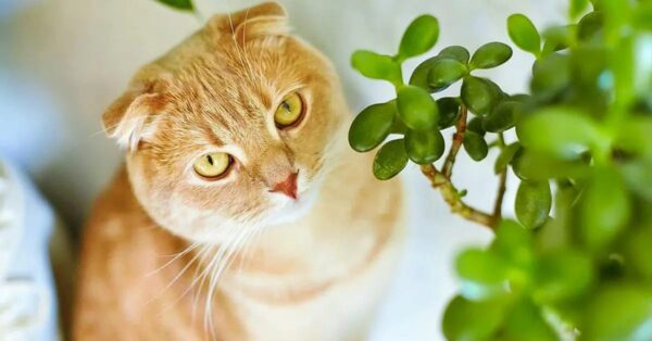 ¿Qué plantas de interior son venenosas para los gatos?