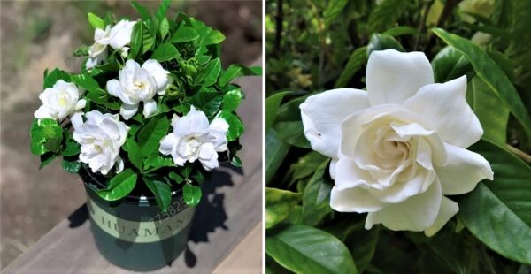 Qué significado tienen las flores Gardenias