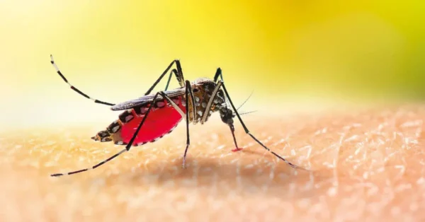 ¿Qué son las plantas contra la malaria?