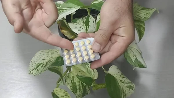 Qué sucede cuando arrojas aspirina a las plantas: los efectos que no esperarías