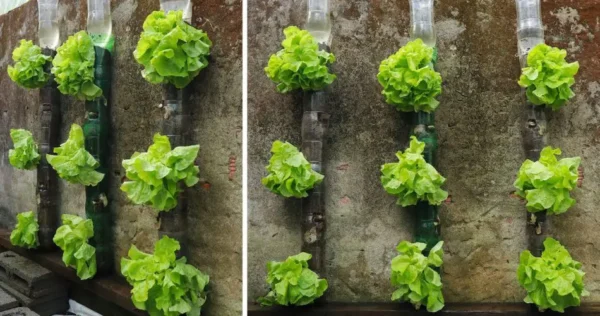 ¿Qué verduras no necesitan agua?&nbsp;5 para crecer sin regar!