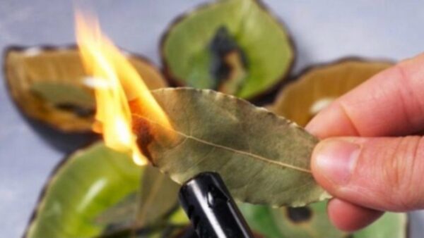 Quema hojas de laurel en casa, sorprende lo que pasa 10 minutos después