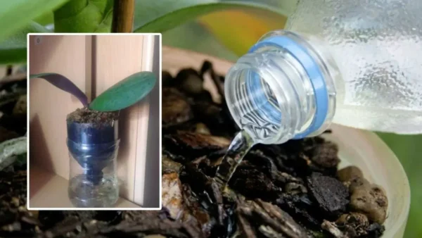 ¿Quién no ama la orquídea? Es una hermosa planta. Pero, ¿conoces el remedio para una rica floración? Todo lo que necesitas es una botella de plástico.