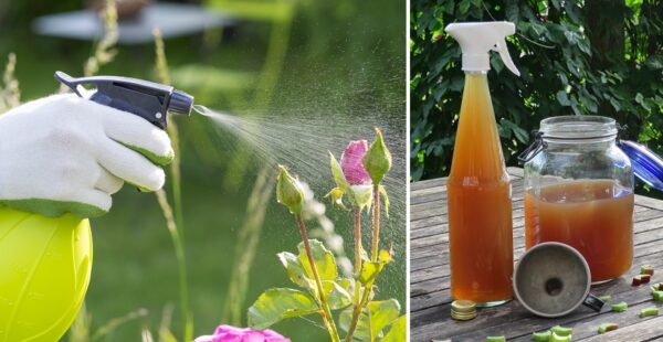 Receta para preparar insecticida casero para combatir las plagas en las plantas